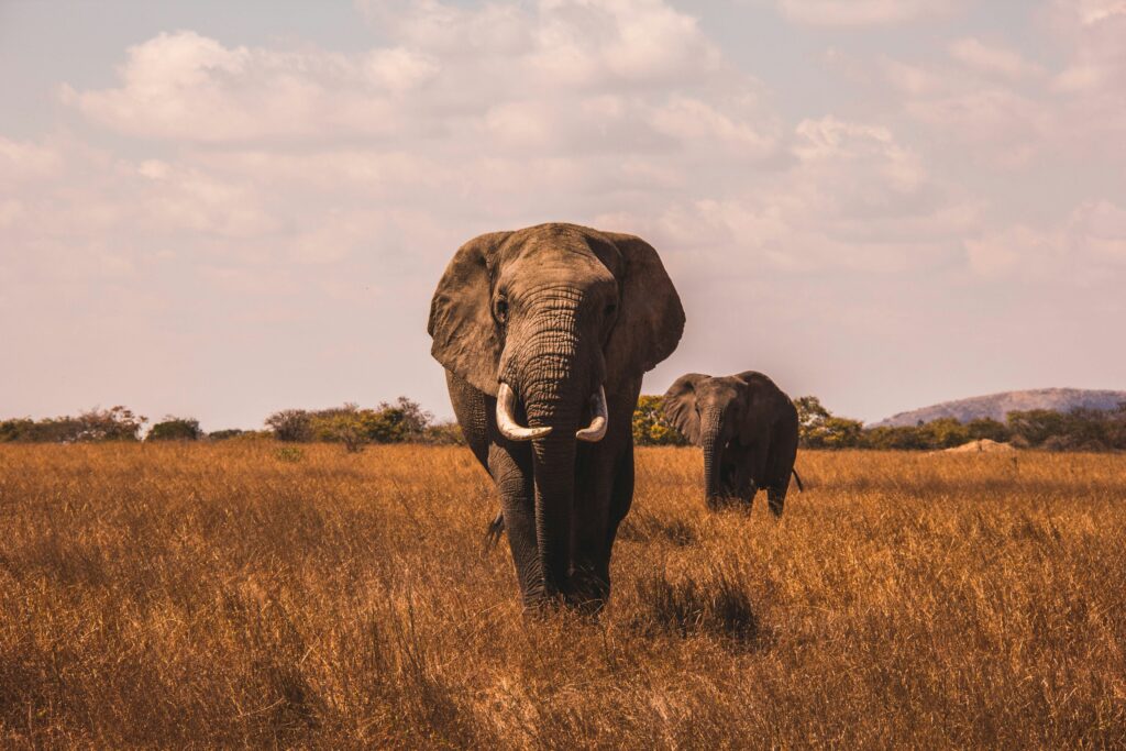 Tarangire National Park