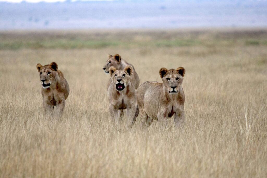 Serengeti National Park